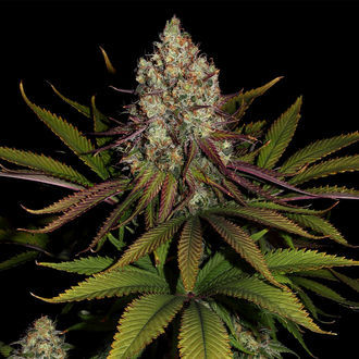 Purple Punch (Zamnesia Seeds) femminizzata