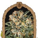 Hippie Therapy CBD (Exotic Seed) femminizzata