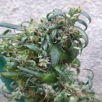 Hokkaido Japan Hemp (ACE Seeds) regular