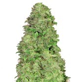 CBD Auto 20:1 (FastBuds) femminizzata