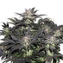 Lava Freeze (Super Sativa Seed Club) femminizzata