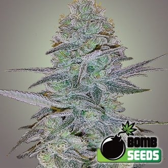 Cosmic Bomb Auto (Bomb Seeds) femminizzata