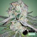 Banana Bomb (Bomb Seeds) femminizzata