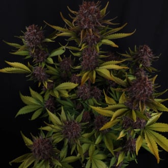 Purple Lemonade Auto (FastBuds) femminizzata