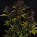 Purple Lemonade Auto (FastBuds) femminizzata