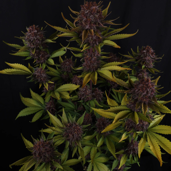 Purple Lemonade Auto (FastBuds) femminizzata
