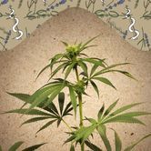 CBD Terra Italia (Female Seeds) femminizzata