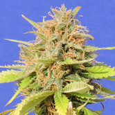 Zkittlez Auto (Original Sensible Seeds) feminized