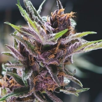 Black Cherry Punch (Pyramid Seeds) femminizzata