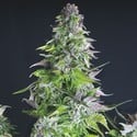 Romulan (Pyramid Seeds) femminizzata