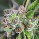 Watermelon Zkittlez (Pyramid Seeds) femminizzata