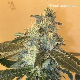 Uber (Cannarado Genetics) femminizzata