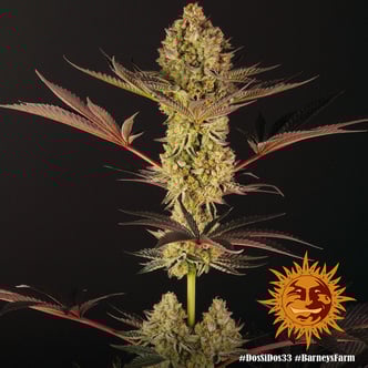Dos Si Dos 33 (Barney's Farm) femminizzata