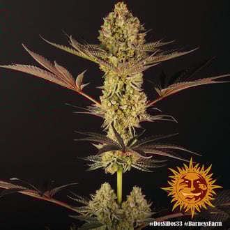 Dos Si Dos 33 (Barney's Farm) femminizzata