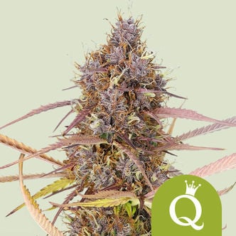 Purple Queen Automatic (Royal Queen Seeds) femminizzata