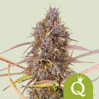 Purple Queen Automatic (Royal Queen Seeds) femminizzata