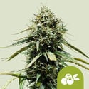 Haze Berry Automatic (Royal Queen Seeds) femminizzata