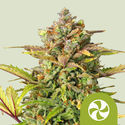 Sweet ZZ Automatic (Royal Queen Seeds) femminizzata