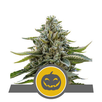 Pumpkin Kush (Royal Queen Seeds) regolare