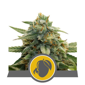 Mango Crunch (Royal Queen Seeds) regolare