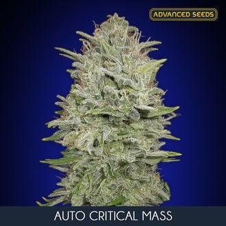 Auto Critical Mass (Advanced Seeds) femminizzata