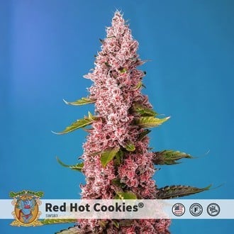 Red Hot Cookies (Sweet Seeds) femminizzata