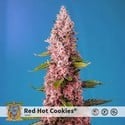 Red Hot Cookies (Sweet Seeds) femminizzata