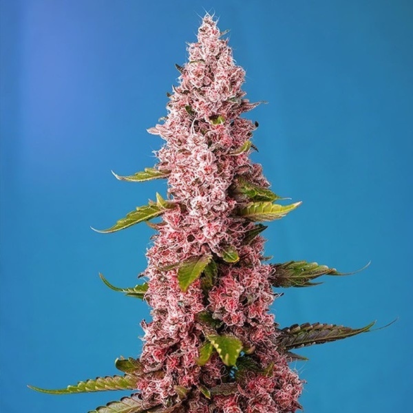 Red Hot Muffin (Sweet Seeds) femminizzata
