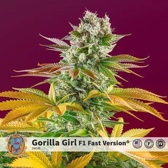 Gorilla Girl - F1 Fast Version (Sweet Seeds) femminizzata