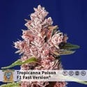 Tropicanna Poison - F1 Fast Version (Sweet Seeds) femminizzata