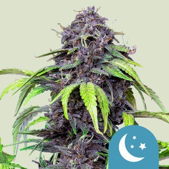 Purplematic CBD Automatic (Royal Queen Seeds) femminizzata