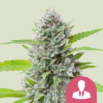 El Patron (Royal Queen Seeds) femminizzata