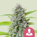 El Patron (Royal Queen Seeds) femminizzata