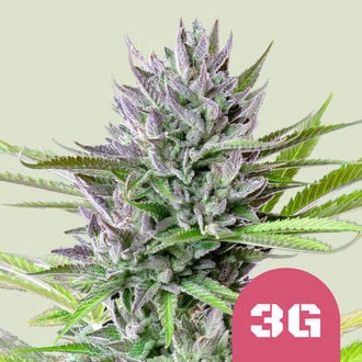 Triple G (Royal Queen Seeds) femminizzata