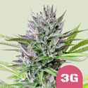 Triple G (Royal Queen Seeds) femminizzata