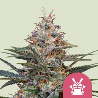 Shogun (Royal Queen Seeds) femminizzata