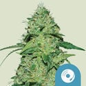 Joanne's CBD (Royal Queen Seeds) femminizzata