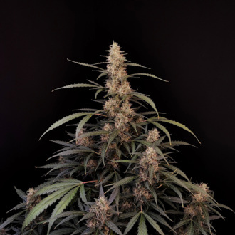 Original Auto Amnesia Haze (FastBuds) femminizzata