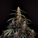 Original Auto Amnesia Haze (FastBuds) femminizzata