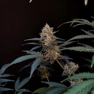 Original Auto BubbleGum (FastBuds) femminizzata