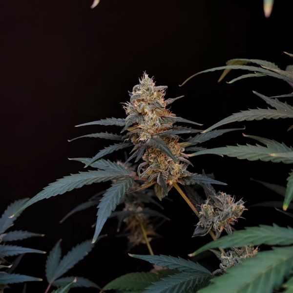 Original Auto BubbleGum (FastBuds) femminizzata