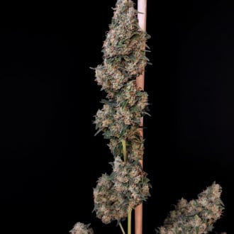 Original Auto Cheese (FastBuds) femminizzata