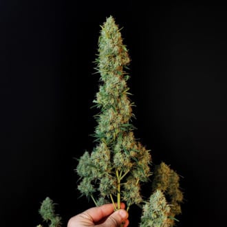 Original Auto Jack Herer (FastBuds) femminizzata