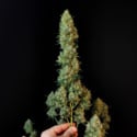 Original Auto Jack Herer (FastBuds) femminizzata