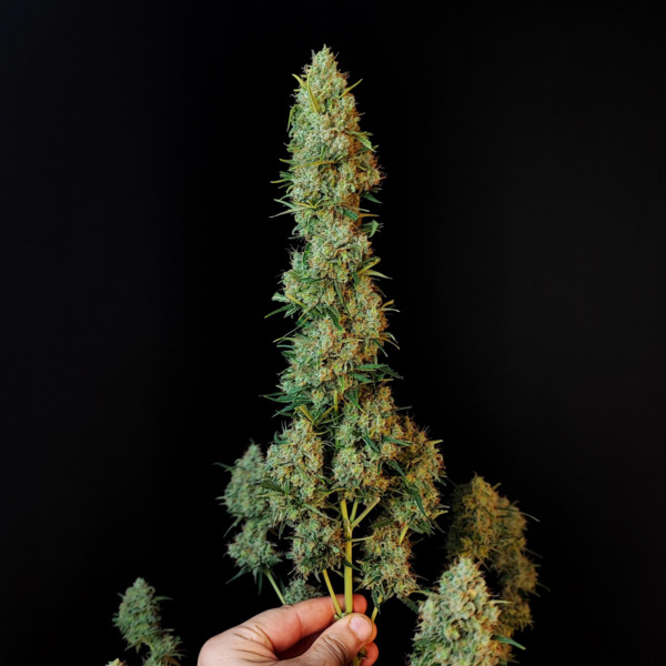 Original Auto Jack Herer (FastBuds) femminizzata