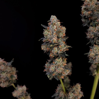 Original Auto Northern Lights (FastBuds) femminizzata