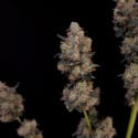 Original Auto Northern Lights (FastBuds) femminizzata