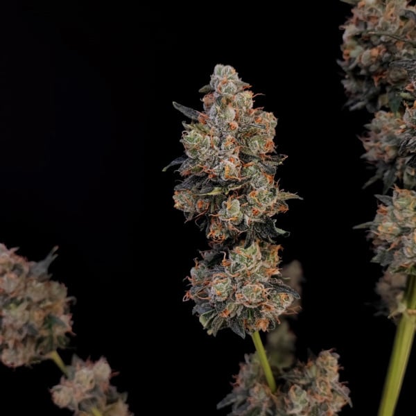 Original Auto Northern Lights (FastBuds) femminizzata