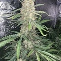 Original Auto OG Kush (FastBuds) femminizzata