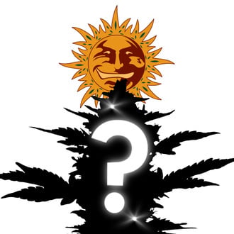 5 semi femminizzati misteriosi (Barney's Farm) 